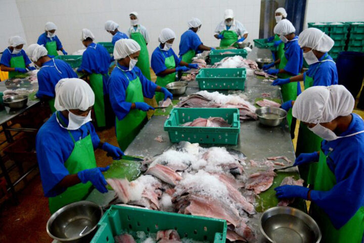 Workers are working in cold storage for enphasizing fish processing work. NS