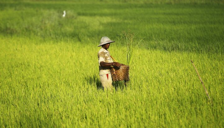 Myanmar rice paddy agriculture farmer seed fertiliser thilawa mk02