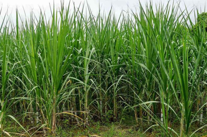 sugarcane mk