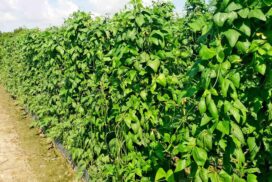 Pwintbyu farmers cultivate long beans on larger scale