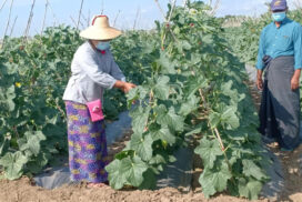 Watermelon, muskmelon cultivated more this cold season in ChaungU