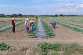 Watermelon sown acreage drops to 200 in Sagaing Region due to market obstacle