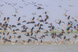 Moeyungyi Sanctuary welcomes visitors, migratory birds in winter high season