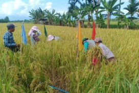 Monsoon paddy plantation in Sagaing region results in abundant harvests
