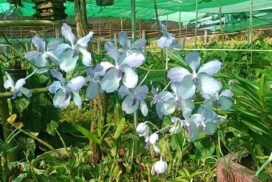 Exotic orchid species grown successfully in Pindaya Township