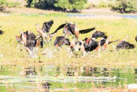 Number of migratory birds grows steadily in Indawgyi  Wildlife Sanctuary