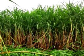 Sagaing grows high-yielding varieties of sugarcane
