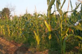 Inputs required for winter corn cultivation costs more than double this year