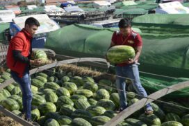 Chinese drivers to bring back Myanmar watermelon on unloading goods