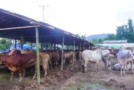 Suspended trading turns about 1,000 cattle daily shipment on black market