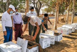 Magway region produces about 200 tonnes of honey annually