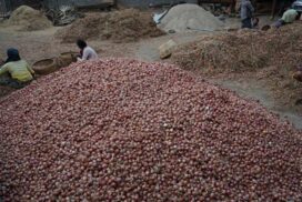 Onion seed price plunges to five-year lowest