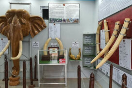 Elephant Museum at Palin Riverview Elephant Camp attracts mammoth lovers