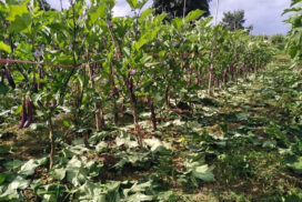 Successful eggplant cultivation brings happiness to farmers through daily income