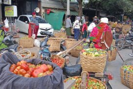About 20,000 visses of winter tomato destine for Monywa market daily
