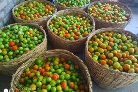 Exotic tomato along Mu River receives handsome price