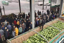 One in five watermelon trucks remains undamaged due to long queue