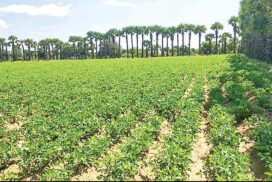 Over 292,000 acres of winter oilseed cultivated in Mandalay Region