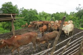 Myanmar prepping for cattle shipment to Bangladesh