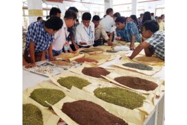 Fresh pigeon pea flowing into Monywa Commodity Centre