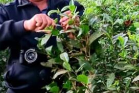 Dried tea leaves from Homalin sold for nearly K5,000 per viss
