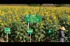 Thazi township grows about 25 acres of winter sunflower cultivation for seed production