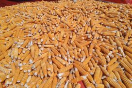 Corn prices stable at K700 per viss