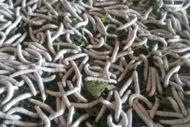 Myanmar ships 300 tonnes of silkworm cocoon to China yearly