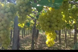 Italian grape variety produces successful yield in Yamethin Township