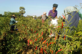 Dried chilli pepper valued at K8,000 per viss on China demand