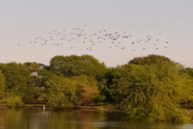Migratory birds flock to ponds in Bagan-NyaungU cultural zone