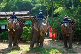 Elephant Camp near Mann Shwesettaw Pagoda prepping for reopening