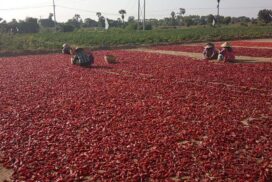 Export price of fresh chilli drops, fetching around K2,000 per viss
