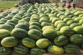 Watermelon prices fall again in Chinese market