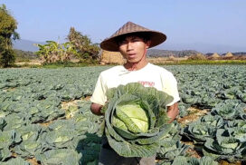 Cabbage growers making handsome profits this year