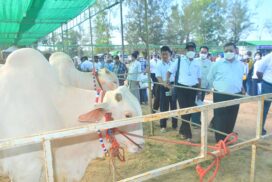 MoALI organizes first Myanmar bovine beauty pageant in Yangon