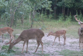 More than 1,000 golden deer conserved  in Kanbalu Chatthin wildlife sanctuary