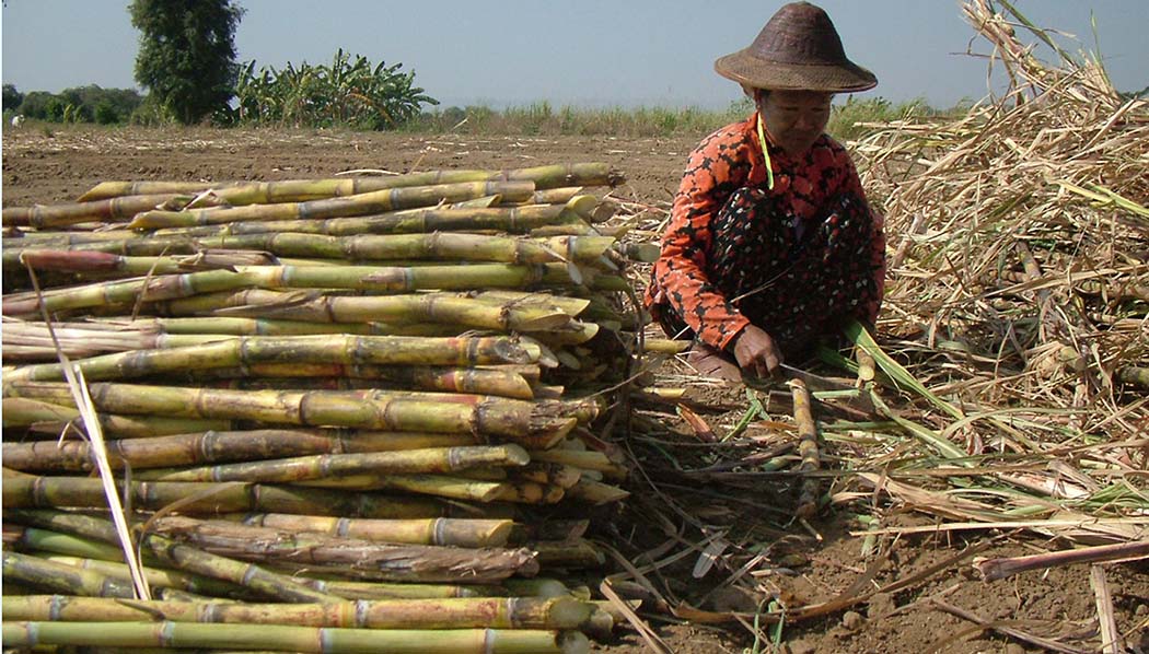 sugarcane sskm