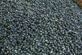 Black gram, pigeon pea prices gain on low supply