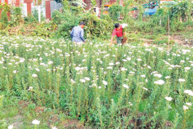 Chrysanthemum growers earn regular income in Kyaikmaraw
