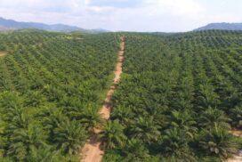 5,000 acres of oil palm to be expanded in Myeik District in 5 years