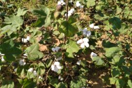 Irrigation network to cover 1,800 acres of pre-monsoon long-staple cotton in Thazi Tsp