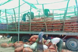 Fresh elephant foot yam from Chin State sold for K950 per viss in Pakokku Tsp