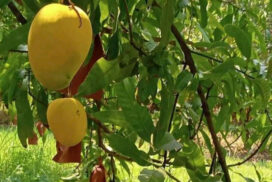 Seintalone mango varieties receive handsome price on low yield