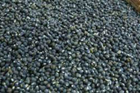 India extends import deadline for black gram, pigeon peas by 31 March 2023