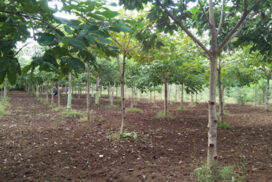 Perennial gum sterculia cultivation expands in NyaungU District