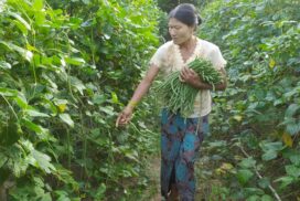 Long bean growers make profits under intercropping system