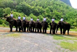 Wanat Elephant Camp reopened for tourists, domestic travellers