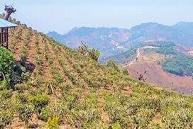 Value-added tea leaf products from northern, eastern Shan State conveyed to external market