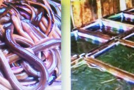 MFF to distribute eel larvae to bolster exports, promote domestic consumption